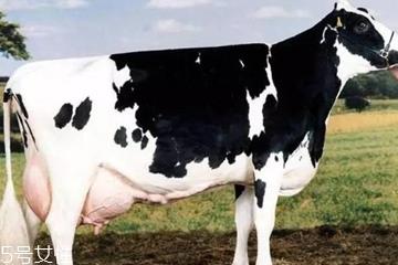 牛奶哪个国家最好 3大奶源pk