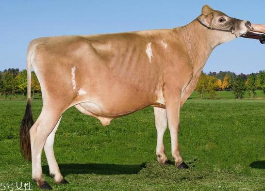 牛奶哪个国家最好 3大奶源pk