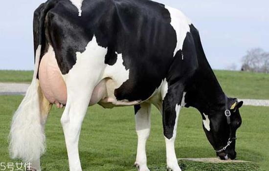 牛奶哪个国家最好 3大奶源pk