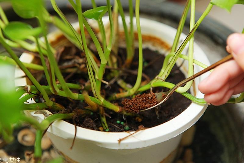 泡茶喝过的茶包有什么用