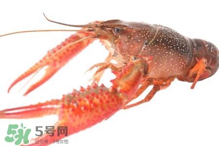 小龙虾热量高吗？吃小龙虾会胖吗？