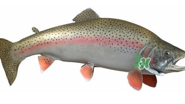 鳟鱼是三文鱼吗？鳟鱼是什么鱼