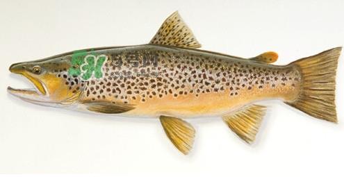 鳟鱼是三文鱼吗？鳟鱼是什么鱼