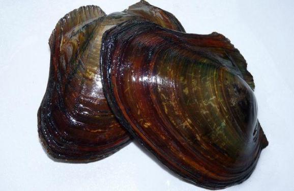 河蚌肉的做法 河蚌肉怎么处理