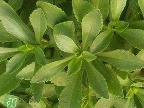 救心菜有毒吗？救心菜怎么吃没毒？