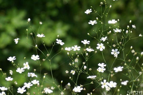 满天星是一种什么植物呢 满天星种植需要注意什么呢