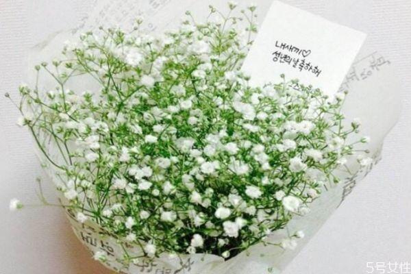 满天星是一种什么植物呢 满天星种植需要注意什么呢