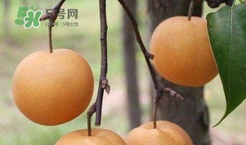 梨子什么时候吃最好？梨子什么时候成熟