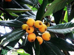 枇杷树几年结果？枇杷树为什么不结果？