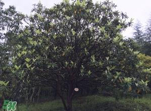 枇杷树几年结果？枇杷树为什么不结果？