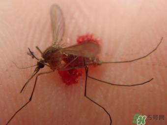 冬天有蚊子吗？为什么冬天还有蚊子？