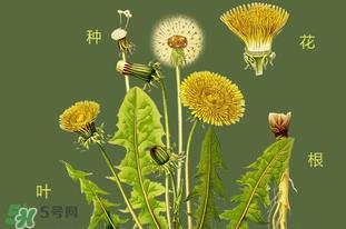 蒲公英有副作用吗?蒲公英的副作用和禁忌