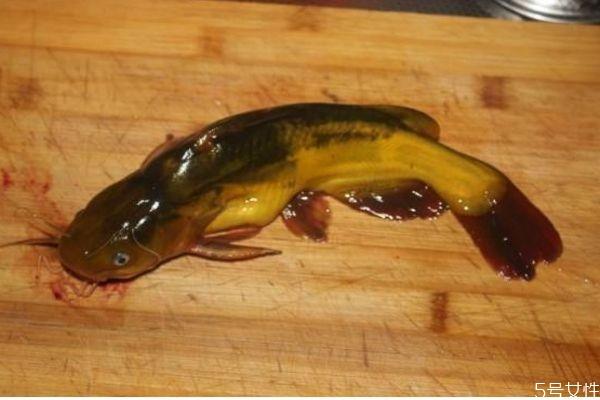 什么是塘鲺呢 塘鲺有什么营养价值呢