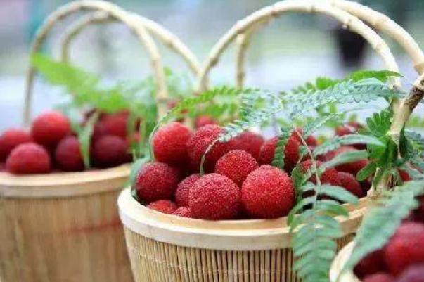 杨梅可以泡水喝吗 杨梅泡水喝的功效