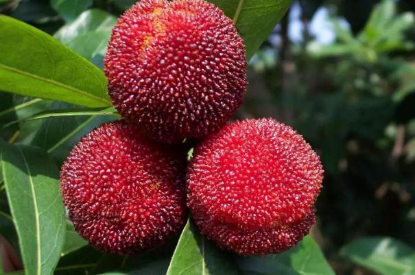 杨梅可以泡水喝吗 杨梅泡水喝的功效