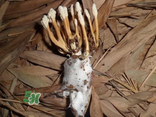 金蝉花可以放在冰箱吗？新鲜金蝉花怎么保存？