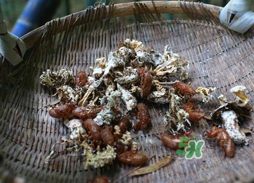 金蝉花可以放在冰箱吗？新鲜金蝉花怎么保存？