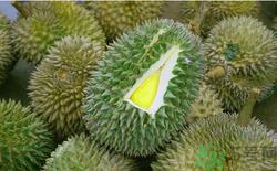 榴莲放几天能熟？榴莲怎么催熟？