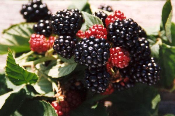 黑莓颜色发红是怎么回事 黑莓什么颜色才正常 黑莓颜色发红是怎么回事 黑莓什么颜色才正常