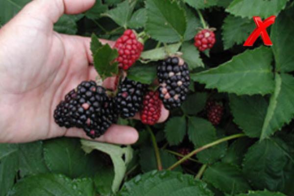 黑莓颜色发红是怎么回事 黑莓什么颜色才正常 黑莓颜色发红是怎么回事 黑莓什么颜色才正常