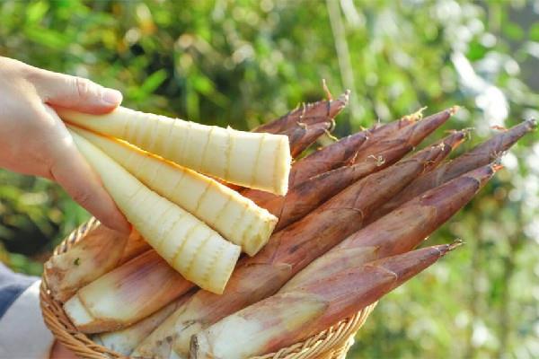 春笋几月份长出来 春笋是什么竹子的笋