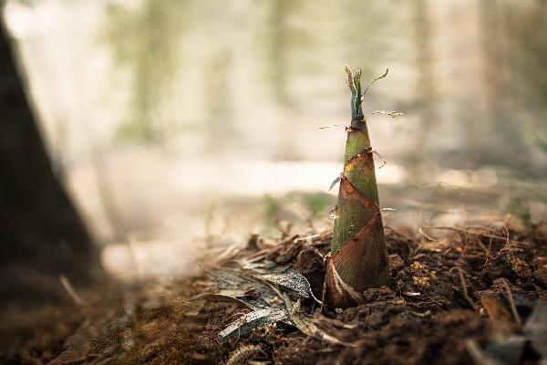 春笋几月份长出来 春笋是什么竹子的笋