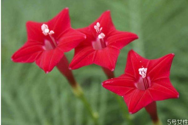 五星花的花语是什么呢 五星花的种植有什么注意的呢