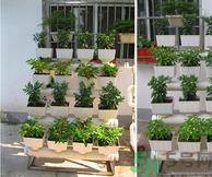 阳台怎么种蔬菜?阳台适合种什么蔬菜? 阳台怎么种蔬菜?阳台适合种什么蔬菜?