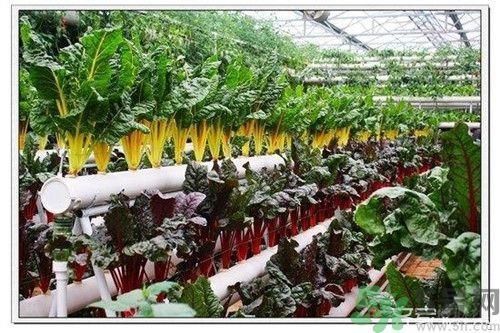 阳台怎么种蔬菜?阳台适合种什么蔬菜? 阳台怎么种蔬菜?阳台适合种什么蔬菜?