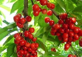 樱桃变黑了还能吃吗?樱桃变黑了可以吃吗?