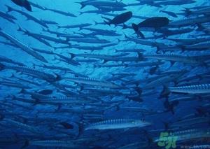 鱼油是热性还是凉性?鱼油是热性吗?