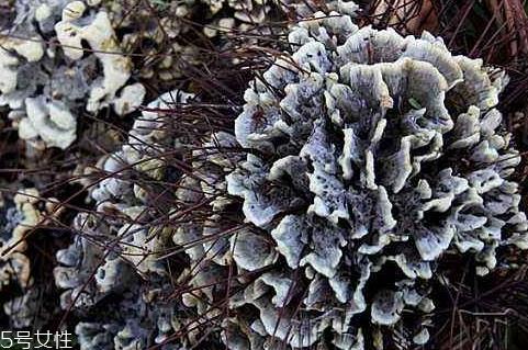 干巴菌怎么洗干净 小心里面隐藏的泥沙