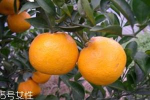 苦柑的功效与作用 苦柑的营养价值 苦柑的功效与作用 苦柑的营养价值