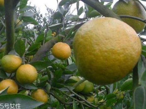 苦柑的功效与作用 苦柑的营养价值 苦柑的功效与作用 苦柑的营养价值