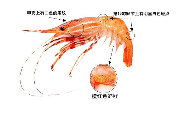 牡丹虾产自哪里 主要来自于2个产区 牡丹虾产自哪里 主要来自于2个产区