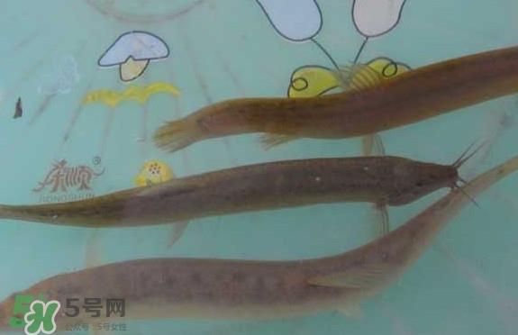 泥鳅有几种?泥鳅品种大全 泥鳅有几种?泥鳅品种大全