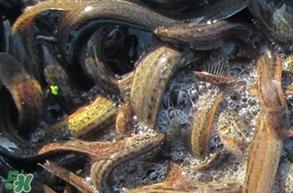 泥鳅有几种?泥鳅品种大全 泥鳅有几种?泥鳅品种大全