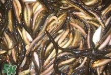 泥鳅有几种?泥鳅品种大全 泥鳅有几种?泥鳅品种大全