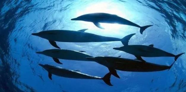 生活海豚等海洋哺乳动物通过群体进行活动的目的是什么 神奇海洋8月21日答案  2