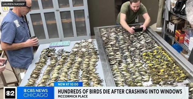 生活近千只鸟集体撞向一栋大楼死亡  1
