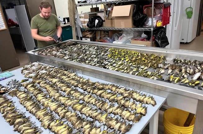 生活近千只鸟集体撞向一栋大楼死亡  2