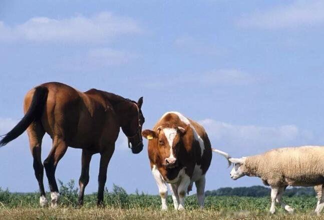 热梗der是什么意思 网络用语在不同地方含义也不同 4