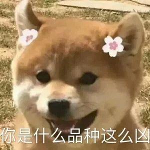 跟女生聊天必备表情包二