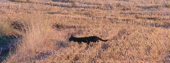 传说中神秘的“英国大猫”到底是什么动物?