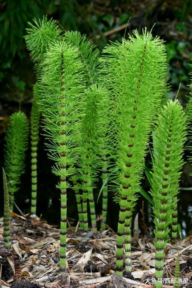 除了大熊猫外, 现在世界上有哪些能够被称为「活化石」的动物