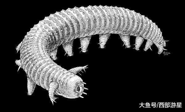 除了大熊猫外, 现在世界上有哪些能够被称为「活化石」的动物