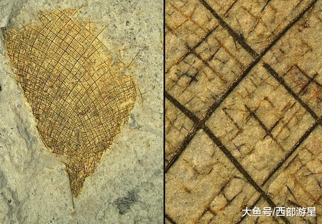 除了大熊猫外, 现在世界上有哪些能够被称为「活化石」的动物