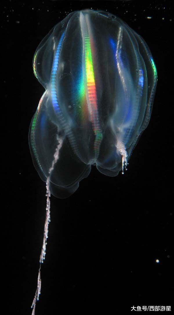 除了大熊猫外, 现在世界上有哪些能够被称为「活化石」的动物