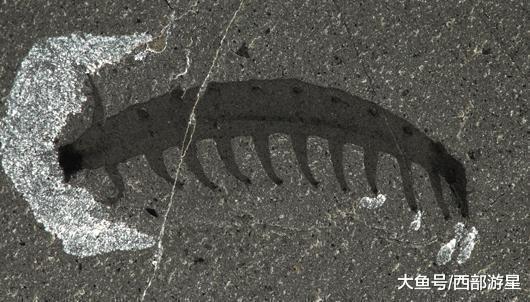 除了大熊猫外, 现在世界上有哪些能够被称为「活化石」的动物