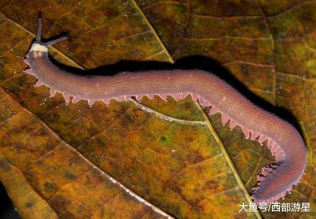 除了大熊猫外, 现在世界上有哪些能够被称为「活化石」的动物